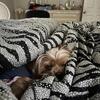 Looking for male yorkie to breed with my chorkie female
