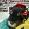 AKC Sweet Pea - Black & Silver Miniature Schnauzer Puppy