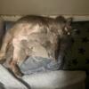 8 month old Tonkinese Platinum & Champagne Females