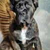 AKC Cane Corso Puppy