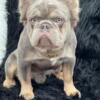 Fluffy French Bulldog [Male]