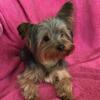 Adult Female Yorkie - MeMee Looking for new home