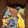 Baby ringneck