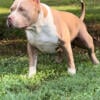 AMERICAN BULLY LILAC TICKED XL STUD