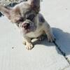 Full Fluffy Rojo Merle Frenchie Stud – New Shade Pink Carrier
