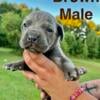 Cane Corso Puppies ICCF Registered