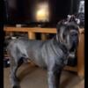 Solid blue Cane Corso Puppies