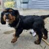 Cavalier female 1 girl ACA reg