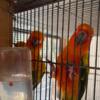 Couples DNA tested sun conures