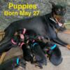 Doberman Puppies AKC