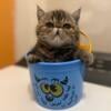 Purebred Female Exotic Shorthair Kitten