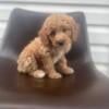 Female toy poodle a little angel