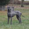 AKC Great Dane puppies! Due in May