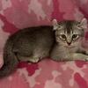 highlander kittens sweet as pie