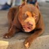 Ghost Chocolate Tri Standard bully for Sale / Trade