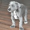 Great Dane pups available sale