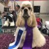 AKC champion line puppies