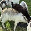 Kiko goats 