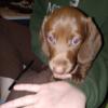 Dachshund puppies no deposit required