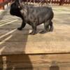 Brindle female French bulldog