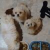 Shih Poo: Shih Tzu / Poodle puppies ready to go now Highland Township Mich