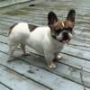 Adult Female AKC Frenchie