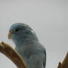 Beautiful Blue Pied Baby Parrotlet