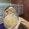 Jumbo Wild male quails *8 weeks old*