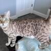 Proven Gorgeous Queen/Female Snow Mink Bengal