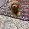 Mini Labradoodles