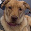 Sweet Lab 