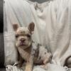 Akc French bulldogs