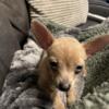 Chihuahua for sale female