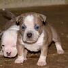 Extreme pocket bully female puppy. ABKC papers.