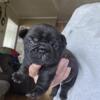 AKC french bulldog puppies!