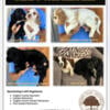 AKC English Cocker Spaniels FOR SALE