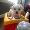 Adorable Maltese mix pup one left