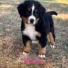 Bernese Mountain Dog Puppies. Ready to go!