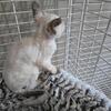 Devon rex female