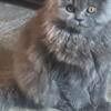 Adorable doll face Persian Asheboro NC