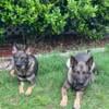 2 German Shepherd dogs for sale