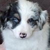 Border collies available for adoption.