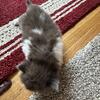 Chocolate cfa female kitty champion lines