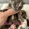 TICA Maine Coon Kittens