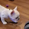 French bulldog 