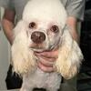 Chocolate, Merle poodle female
