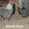 Many hens and pullets available