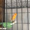 Canary