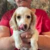 Mini Long Hair Dachshund white/brown markings.