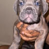 Our Cane Corso parents are expecting a litter of adorable puppies